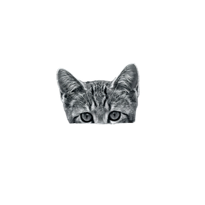 A Curious Cat Peeks Over A Wooden Fence, Captured In A Striking Black And White Portrait. 15847 - Cat PNG image with transparent background